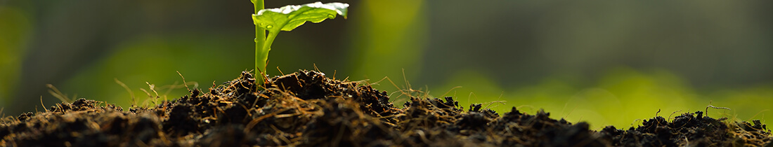 Phylazonit organic tk háttér